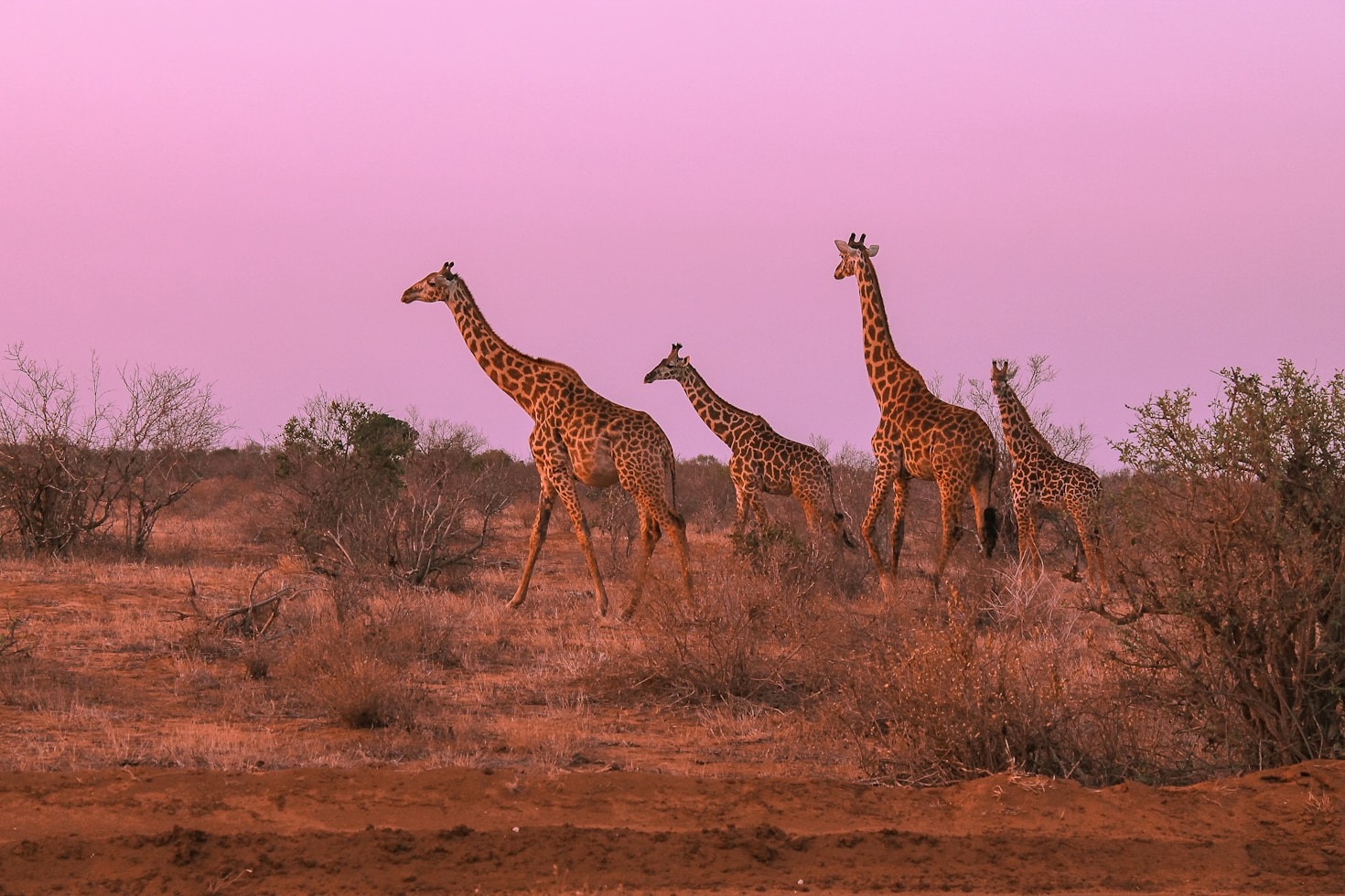 Top Wildlife Parks to Visit in Kenya