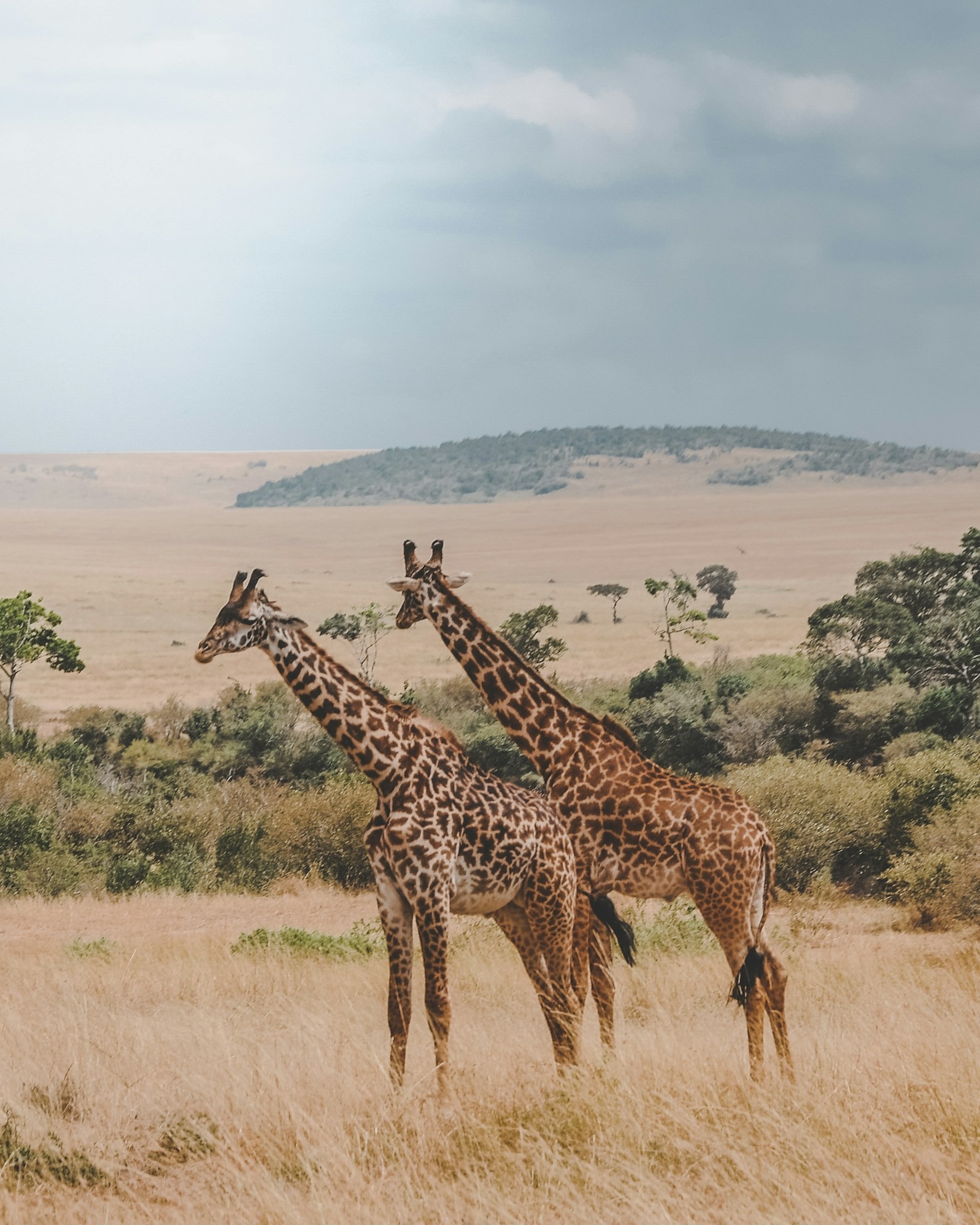Why Maasai Mara Should Be on Your List